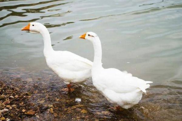 老人散步時(shí)被兩只大白鵝攻擊致殘 散步有什么好處嗎 老人散步時(shí)被兩只大白鵝攻擊致殘 散步有什么好處嗎