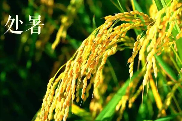 處暑要吃鴨子嗎 處暑吃鴨子的寓意 處暑要吃鴨子嗎 處暑吃鴨子的寓意