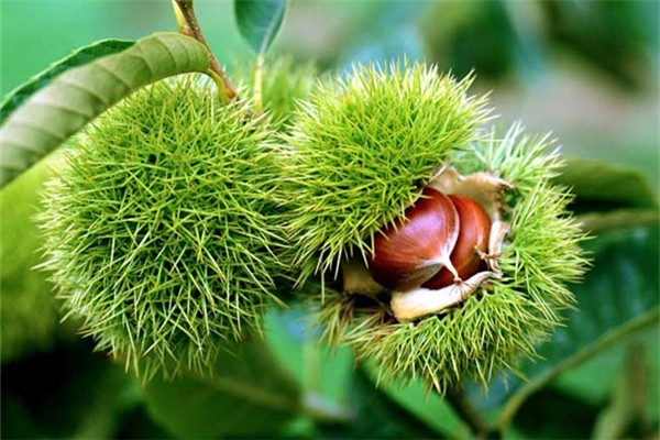 板栗煮完要用冷水過(guò)一遍嗎 板栗煮熟可以放多久 板栗煮完要用冷水過(guò)一遍嗎 板栗煮熟可以放多久