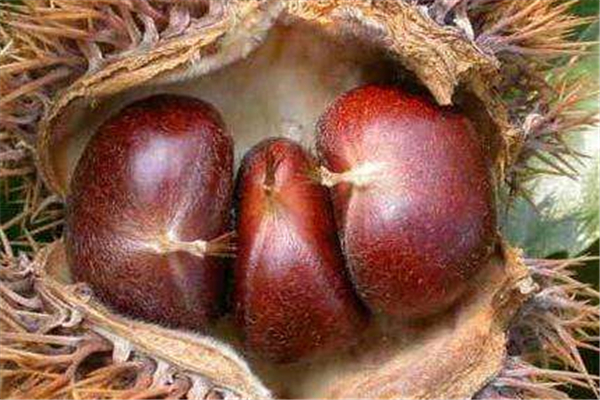 板栗煮著好還是炒著好 板栗的功效和作用 板栗煮著好還是炒著好 板栗的功效和作用