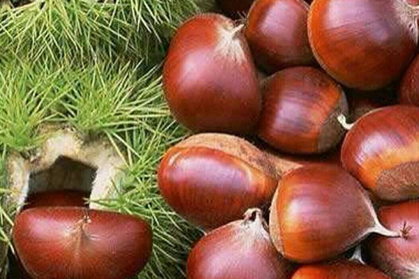 板栗煮著好還是炒著好 板栗的功效和作用 板栗煮著好還是炒著好 板栗的功效和作用