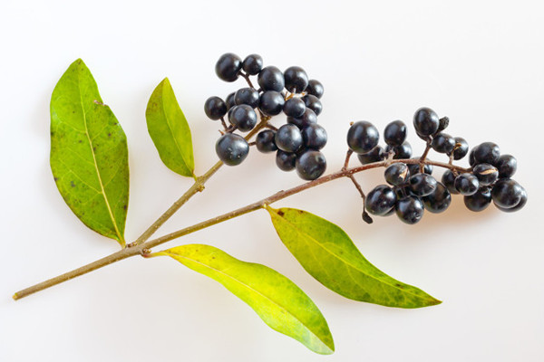 女貞子可以泡水喝嗎 女貞子泡水喝的功效 女貞子可以泡水喝嗎 女貞子泡水喝的功效