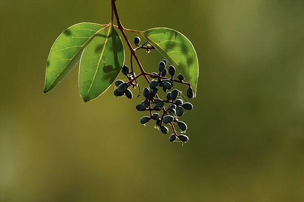 女貞子有保質(zhì)期嗎 女貞子如何保存 女貞子有保質(zhì)期嗎 女貞子如何保存
