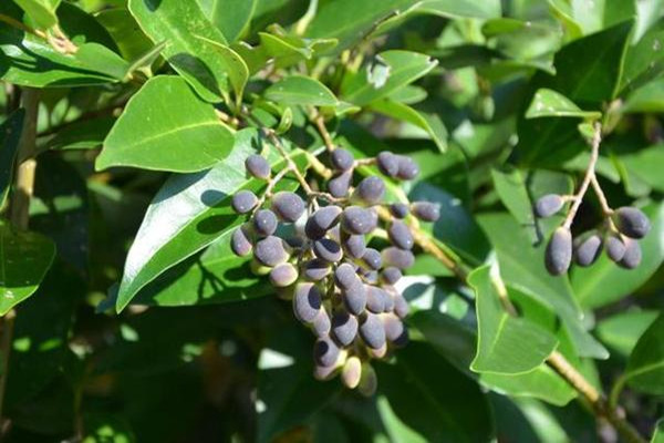 女貞子有保質(zhì)期嗎 女貞子如何保存 女貞子有保質(zhì)期嗎 女貞子如何保存