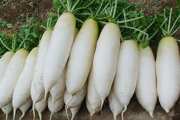 白蘿卜會(huì)解藥嗎 白蘿卜會(huì)不會(huì)脹氣 白蘿卜會(huì)解藥嗎 白蘿卜會(huì)不會(huì)脹氣