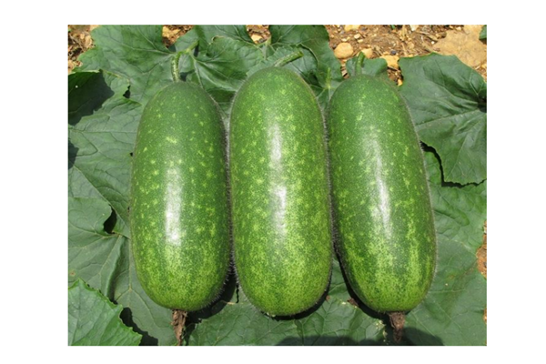 節(jié)瓜湯的做法 節(jié)瓜吃不完怎么保存 節(jié)瓜湯的做法 節(jié)瓜吃不完怎么保存