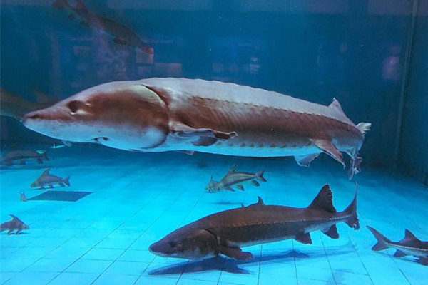 男子將野生中華鱘分解放冰箱 中華鱘屬于國家?guī)准壉Wo(hù)動物 男子將野生中華鱘分解放冰箱 中華鱘屬于國家?guī)准壉Wo(hù)動物