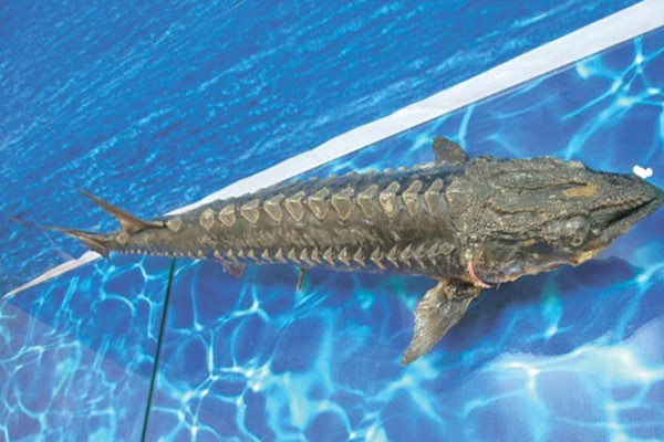 男子將野生中華鱘分解放冰箱 中華鱘屬于國家?guī)准壉Wo(hù)動物 男子將野生中華鱘分解放冰箱 中華鱘屬于國家?guī)准壉Wo(hù)動物