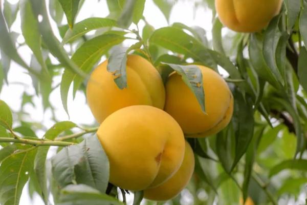 黃桃要削皮嗎 黃桃要放軟了吃嗎 黃桃要削皮嗎 黃桃要放軟了吃嗎