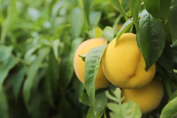 黃桃有維生素c嗎 黃桃有助于減肥嗎 黃桃有維生素c嗎 黃桃有助于減肥嗎