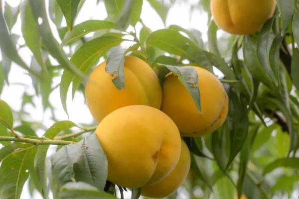 黃桃的保存方法 黃桃可以放多久 黃桃的保存方法 黃桃可以放多久