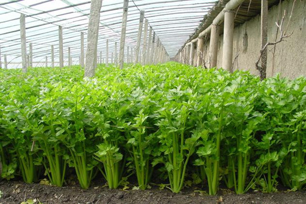 芹菜可以降血脂嗎 芹菜能降血糖嗎 芹菜可以降血脂嗎 芹菜能降血糖嗎