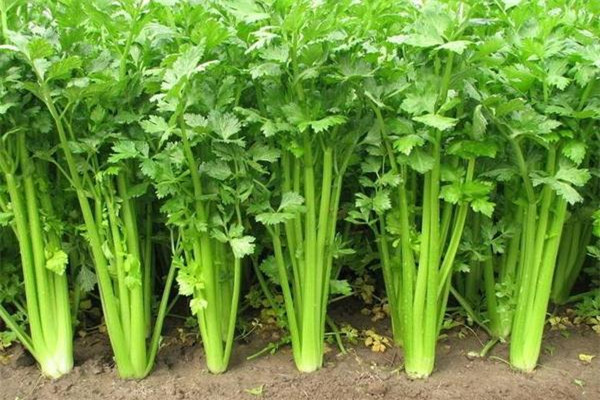 芹菜會導(dǎo)致不孕嗎 芹菜會導(dǎo)致流產(chǎn)嗎 芹菜會導(dǎo)致不孕嗎 芹菜會導(dǎo)致流產(chǎn)嗎