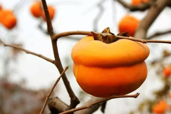 柿子會(huì)上火嗎 柿子會(huì)不會(huì)過(guò)敏 柿子會(huì)上火嗎 柿子會(huì)不會(huì)過(guò)敏