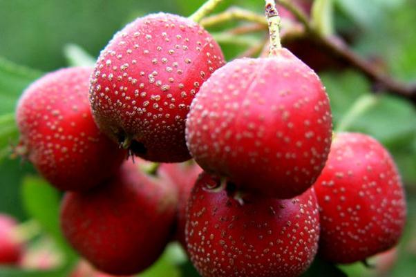 山楂的副作用 山楂是熱性還是涼性 山楂的副作用 山楂是熱性還是涼性