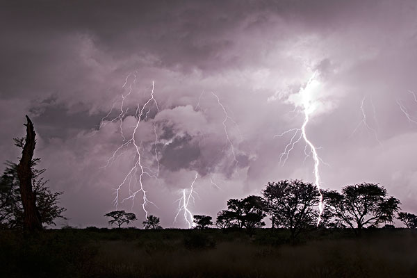 550只羊吃草時被雷瞬間劈死 雷電天氣注意什么 550只羊吃草時被雷瞬間劈死 雷電天氣注意什么