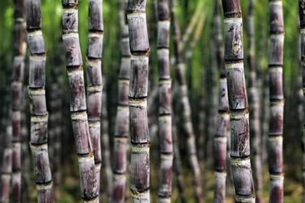 甘蔗能釀酒嗎 甘蔗可以做紅糖嗎 甘蔗能釀酒嗎 甘蔗可以做紅糖嗎