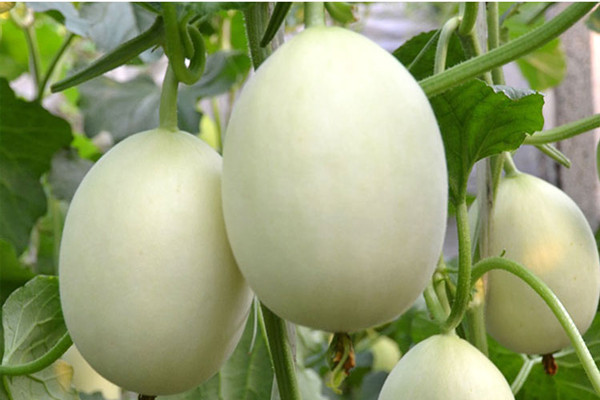 香瓜不能和什么同食 香瓜不適合什么人吃 香瓜不能和什么同食 香瓜不適合什么人吃