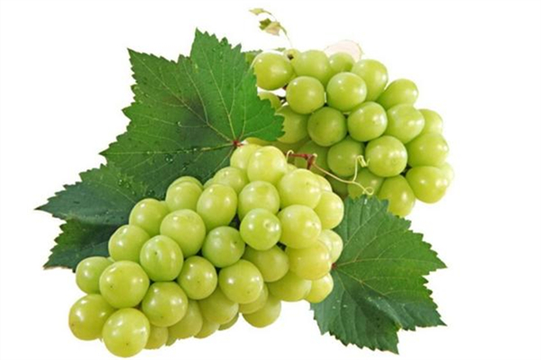 陽光玫瑰葡萄從每斤300元跌至10元 陽光玫瑰葡萄好吃嗎 陽光玫瑰葡萄從每斤300元跌至10元 陽光玫瑰葡萄好吃嗎