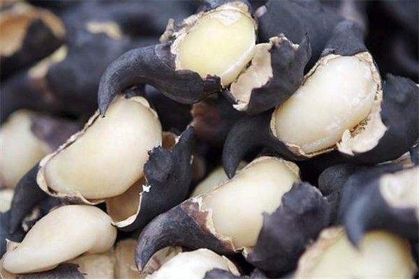 菱角是主食嗎 菱角吃了會不會長胖 菱角是主食嗎 菱角吃了會不會長胖