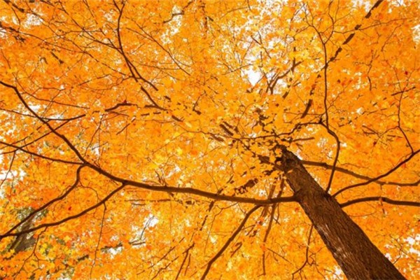 秋天要去濕氣嗎 秋天要多吃什么食物 秋天要去濕氣嗎 秋天要多吃什么食物