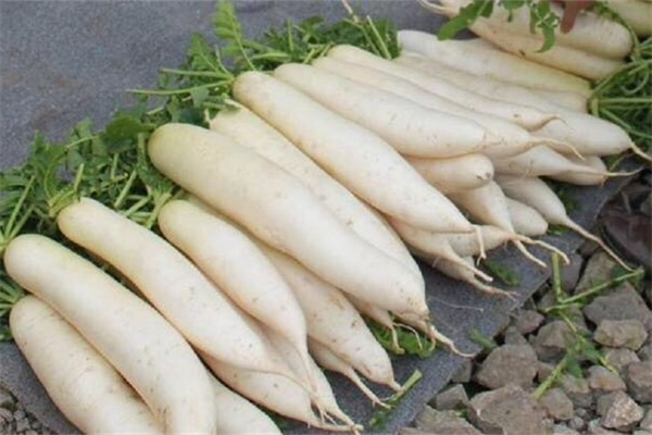 白蘿卜要焯水嗎 白蘿卜焯水焯幾分鐘 白蘿卜要焯水嗎 白蘿卜焯水焯幾分鐘