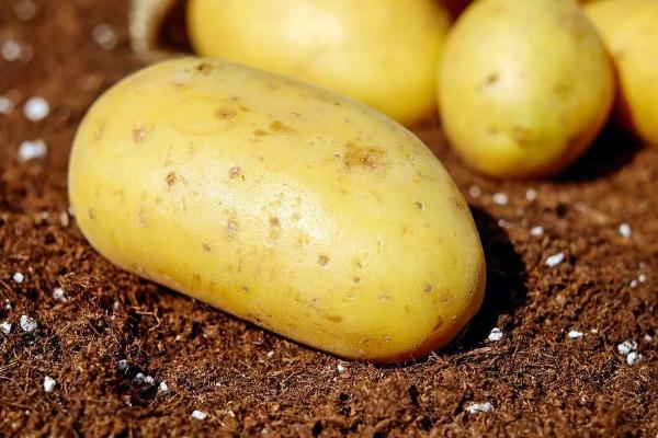 吃土豆可以減肥嗎 吃土豆是增肥還是減肥 吃土豆可以減肥嗎 吃土豆是增肥還是減肥