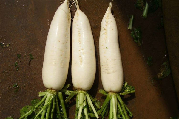 白蘿卜適合什么季節(jié)食用 白蘿卜適合跟什么在一起吃 白蘿卜適合什么季節(jié)食用 白蘿卜適合跟什么在一起吃