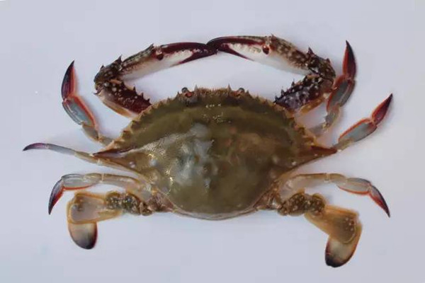 梭子蟹是海蟹嗎 梭子蟹是寒性食物嗎 梭子蟹是海蟹嗎 梭子蟹是寒性食物嗎