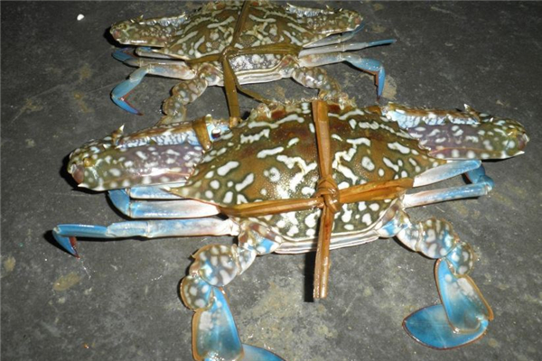 花蟹和梭子蟹哪個好吃 花蟹和梭子蟹的區(qū)別 花蟹和梭子蟹哪個好吃 花蟹和梭子蟹的區(qū)別