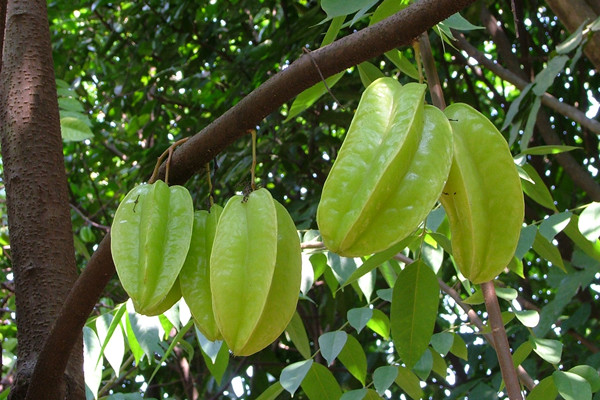 楊桃能和酸奶一起吃嗎 楊桃不宜跟什么一起吃 楊桃能和酸奶一起吃嗎 楊桃不宜跟什么一起吃