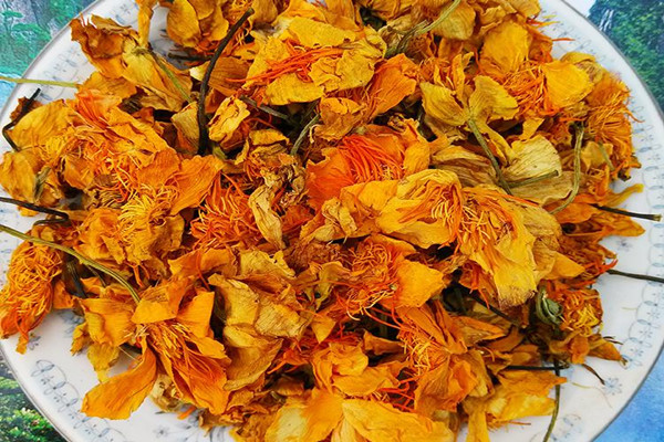 金蓮花小孩可以喝嗎 金蓮花孕婦能喝嗎 金蓮花小孩可以喝嗎 金蓮花孕婦能喝嗎