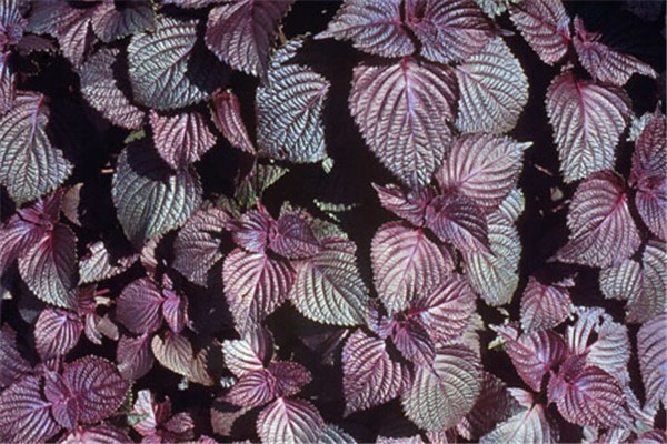 紫蘇葉可以治療感冒流鼻涕嗎 紫蘇葉對(duì)身體有什么好處 紫蘇葉可以治療感冒流鼻涕嗎 紫蘇葉對(duì)身體有什么好處