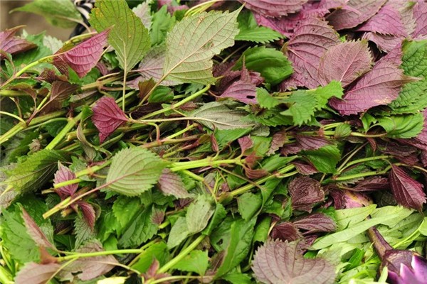 紫蘇葉可以治療蕁麻疹嗎 紫蘇葉對(duì)皮膚的功效和作用 紫蘇葉可以治療蕁麻疹嗎 紫蘇葉對(duì)皮膚的功效和作用