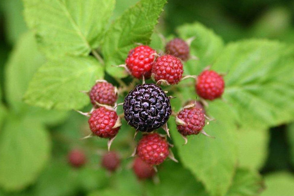 覆盆子有助于順產嗎 覆盆子對孕婦的作用 覆盆子有助于順產嗎 覆盆子對孕婦的作用