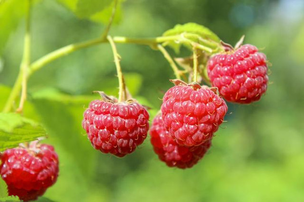 覆盆子有助于順產嗎 覆盆子對孕婦的作用 覆盆子有助于順產嗎 覆盆子對孕婦的作用