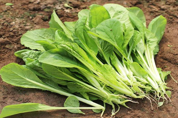 小白菜會不會回奶 哺乳期吃小白菜好嗎 小白菜會不會回奶 哺乳期吃小白菜好嗎