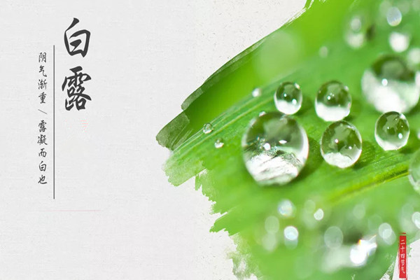 白露需要注意什么 白露需要吃什么 白露需要注意什么 白露需要吃什么