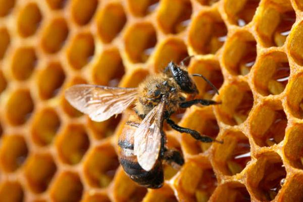 吃蜂巢蜜對身體有什么好處 女人吃蜂巢蜜有什么好處 吃蜂巢蜜對身體有什么好處 女人吃蜂巢蜜有什么好處