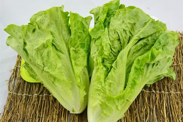 生菜洗干凈了可以直接吃嗎 生菜洗了隔夜還能吃嗎 生菜洗干凈了可以直接吃嗎 生菜洗了隔夜還能吃嗎