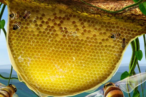 蜂巢蜜可以咽下去嗎 蜂巢蜜可以泡水喝么 蜂巢蜜可以咽下去嗎 蜂巢蜜可以泡水喝么
