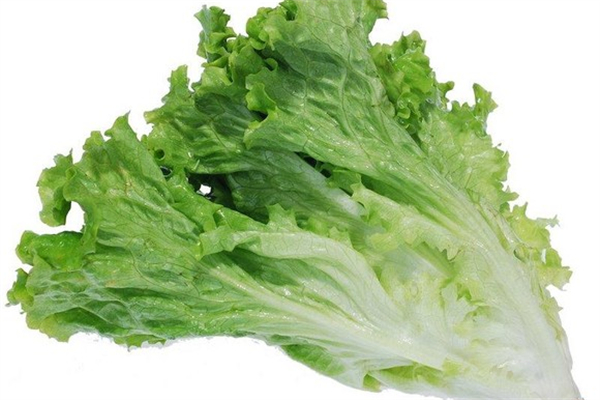 生菜是高嘌呤食物嗎 生菜不適合哪些人群吃 生菜是高嘌呤食物嗎 生菜不適合哪些人群吃