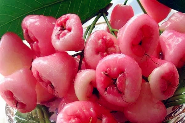 蓮霧是幾月份的水果 蓮霧是涼性還是熱性 蓮霧是幾月份的水果 蓮霧是涼性還是熱性