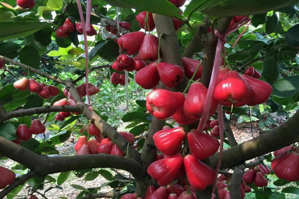 蓮霧是幾月份的水果 蓮霧是涼性還是熱性 蓮霧是幾月份的水果 蓮霧是涼性還是熱性