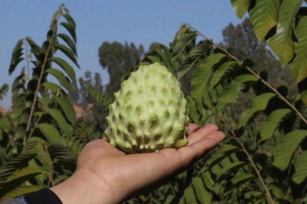 釋迦果對(duì)血糖的影響 糖尿病可以吃釋迦果嗎 釋迦果對(duì)血糖的影響 糖尿病可以吃釋迦果嗎