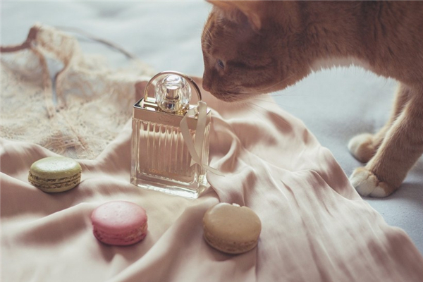 香水有麝香成分嗎 香水有麝香影響懷孕嗎 香水有麝香成分嗎 香水有麝香影響懷孕嗎