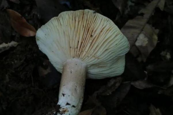 蘑菇什么樣子不能吃 蘑菇為什么有毒 蘑菇什么樣子不能吃 蘑菇為什么有毒