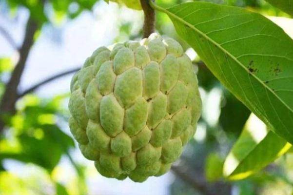 釋迦果要放幾天才能成熟 釋迦果開花后一般多少天成熟 釋迦果要放幾天才能成熟 釋迦果開花后一般多少天成熟