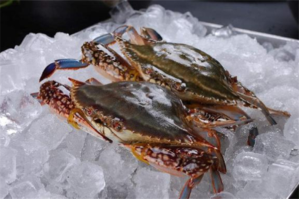 梭子蟹如何新鮮存放 梭子蟹放冷凍還能吃嗎 梭子蟹如何新鮮存放 梭子蟹放冷凍還能吃嗎