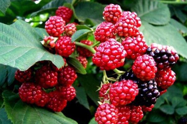 樹(shù)莓會(huì)過(guò)敏嗎 血糖高能吃樹(shù)莓嗎